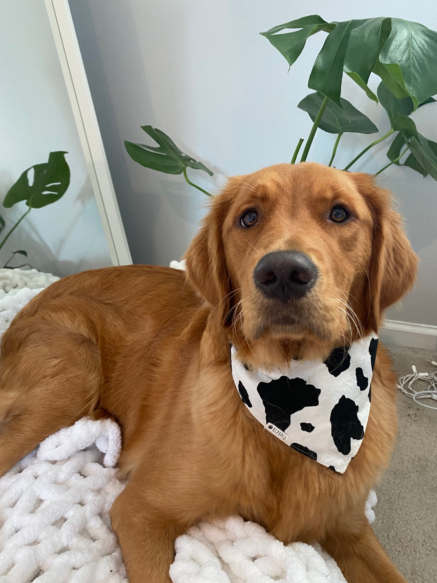 This Town Bandana | Cowprint Tie On Bandana