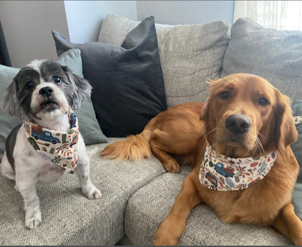Hayrides and Cider Bandana | Trucks and Pumpkins on Cream Tie On Fall Bandana for Dogs