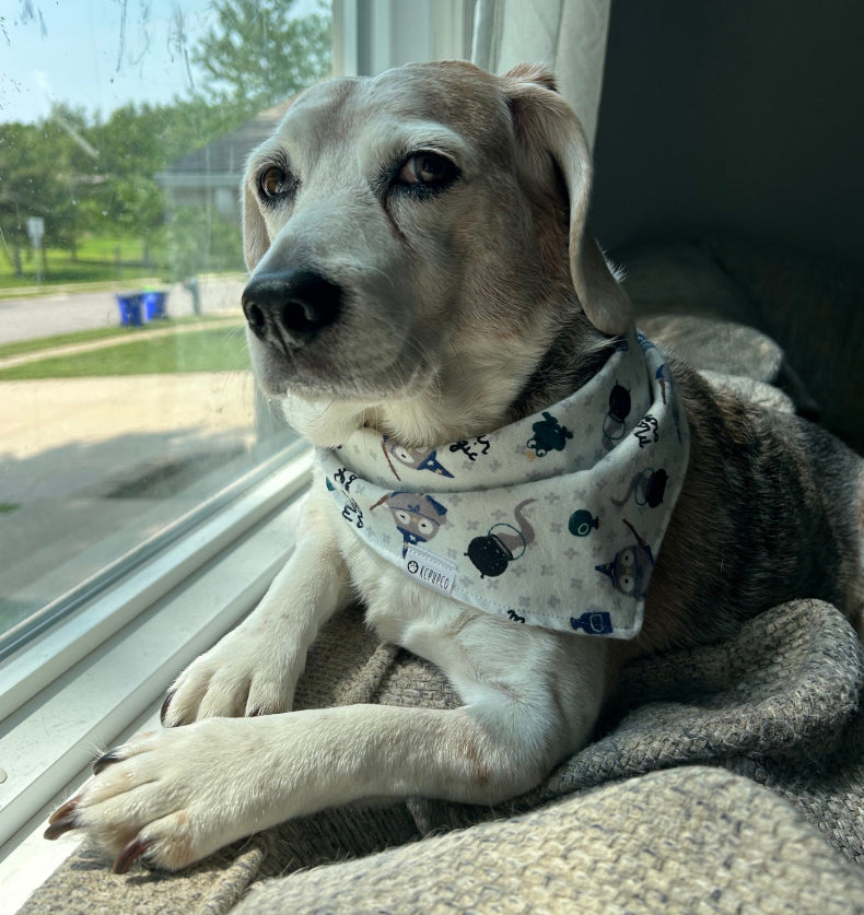 Magic Bandana | Wizards and Owls On Grey Flannel Bandana for Dogs