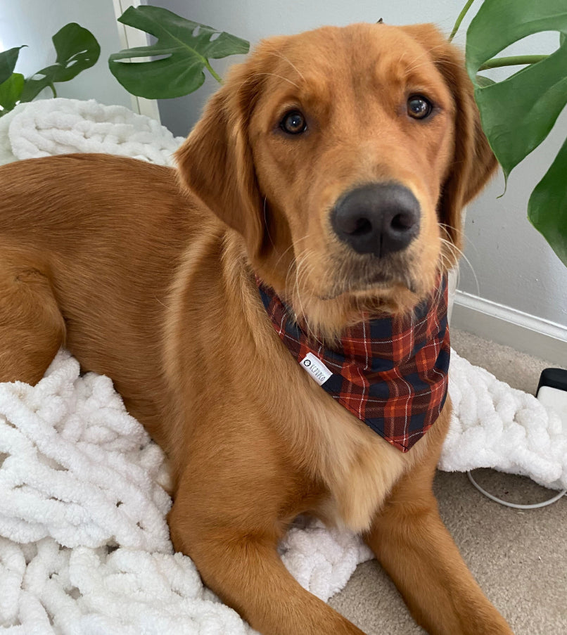 Cider Mill Bandana | Burnt Orange and Red Plaid Tie On Fall Bandana for Dogs