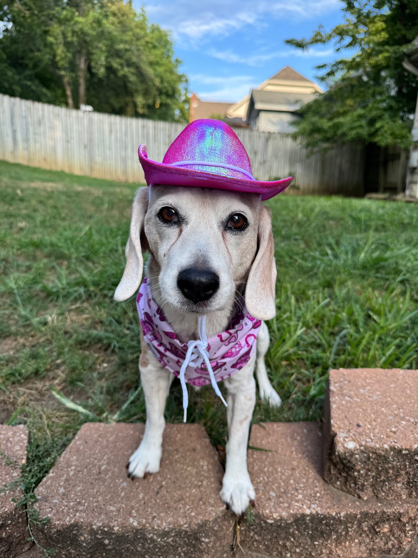 Pink Puppy Club Bandana | Pink Cowgirl Western Tie On Cotton Bandana