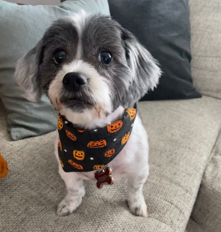 Jack! Bandana | Spooky Jack O' Lanterns on Dark Grey Tie On Fall Bandana for Dogs