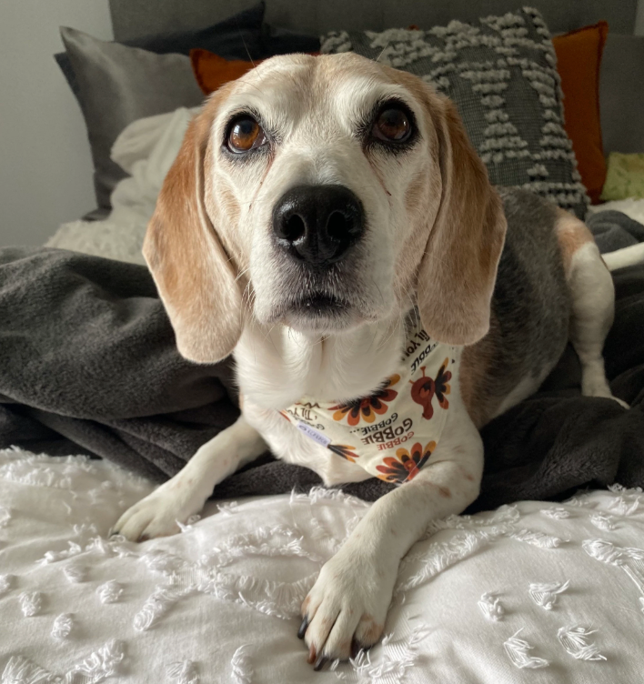 Turkey Day! Bandana | Funny Turkey Tie On Fall Bandana for Dogs