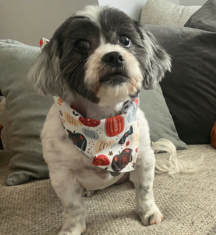Fairytale Bandana | Boho Pumpkins and Rainbows Tie On Fall Bandana for Dogs
