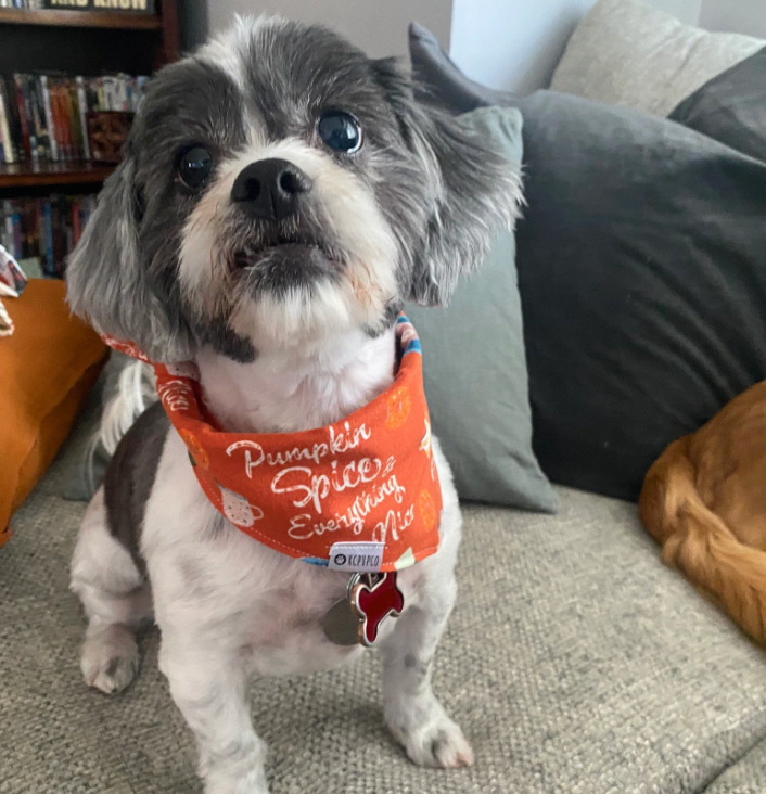 PSL Bandana | Burnt Orange Pumpkin Spice Tie On Fall Flannel Bandana for Dogs