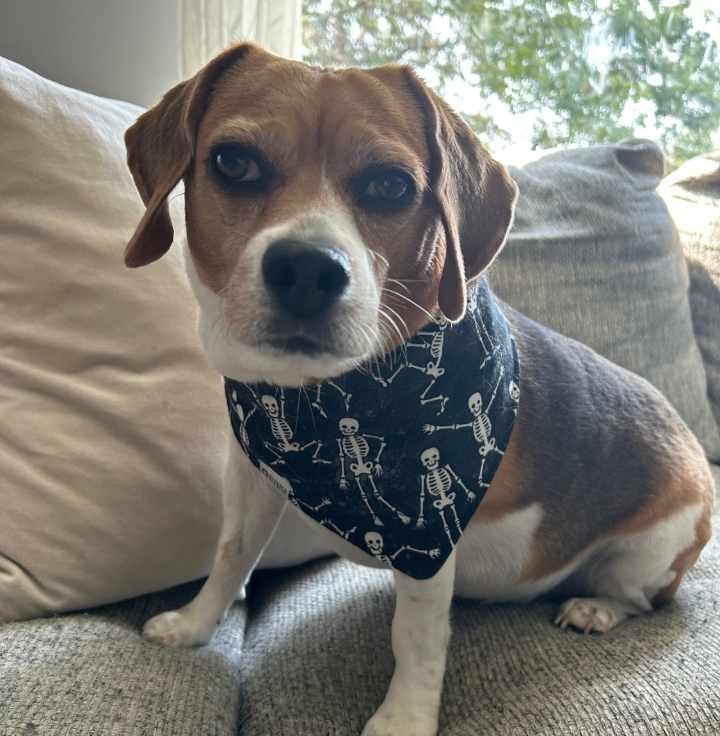 Bones Bandana | Dancing Skeletons On Black Fall Flannel Bandana for Dogs