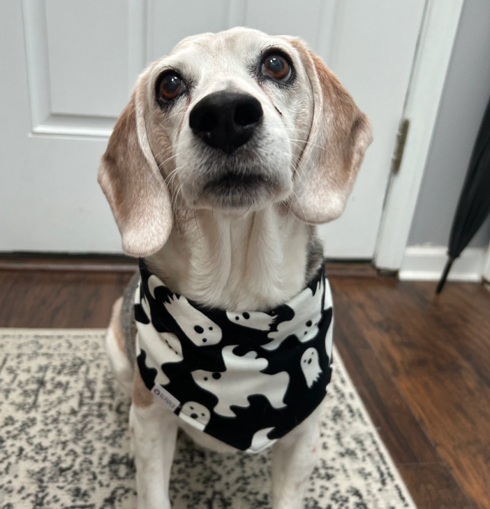 Jinkies! Bandana | Vintage Ghosts On Black Fall Flannel Bandana for Dogs