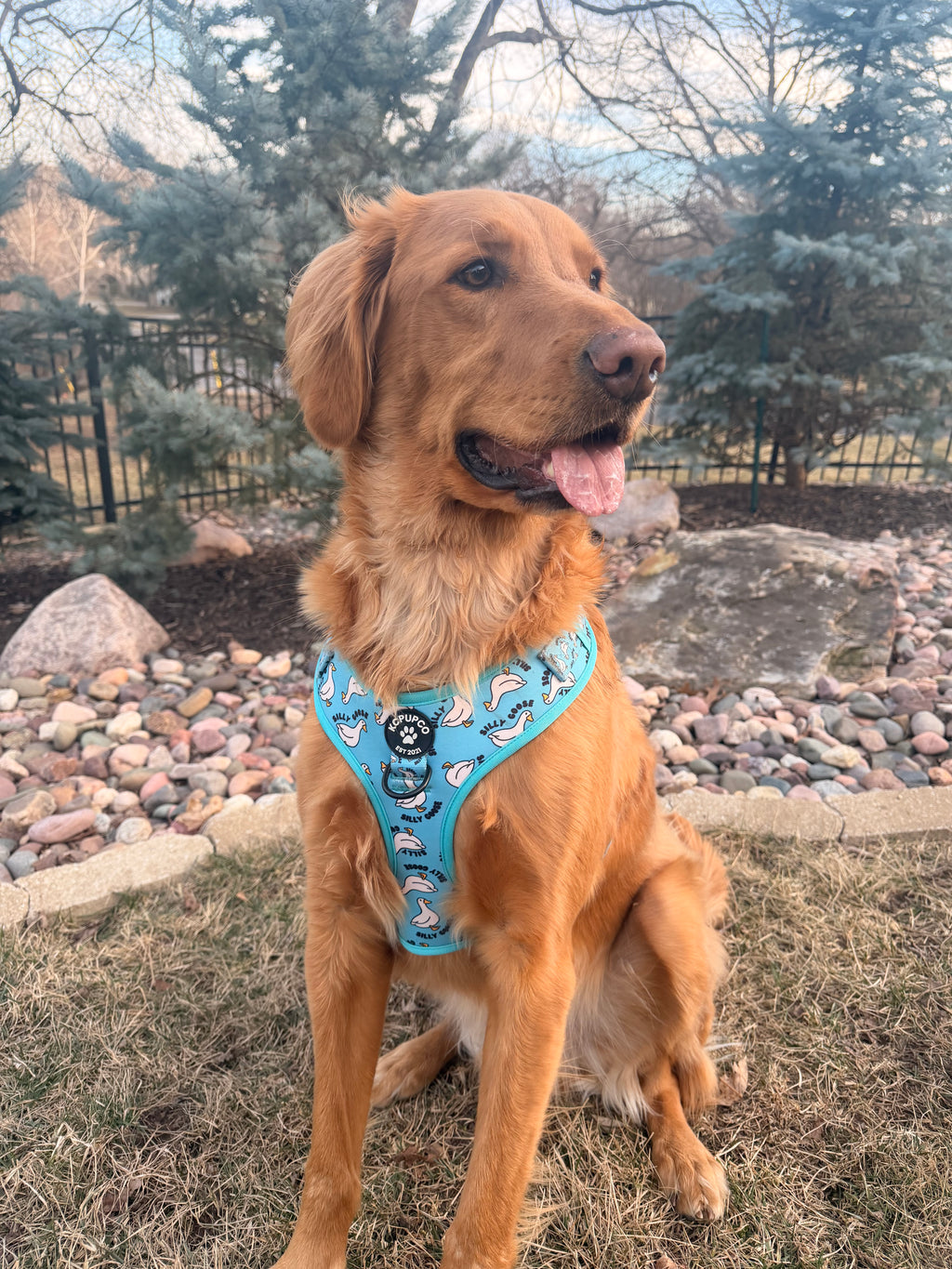Silly Goose Harness | Silly Geese Bird Cobalt Neoprene Adjustable Harness