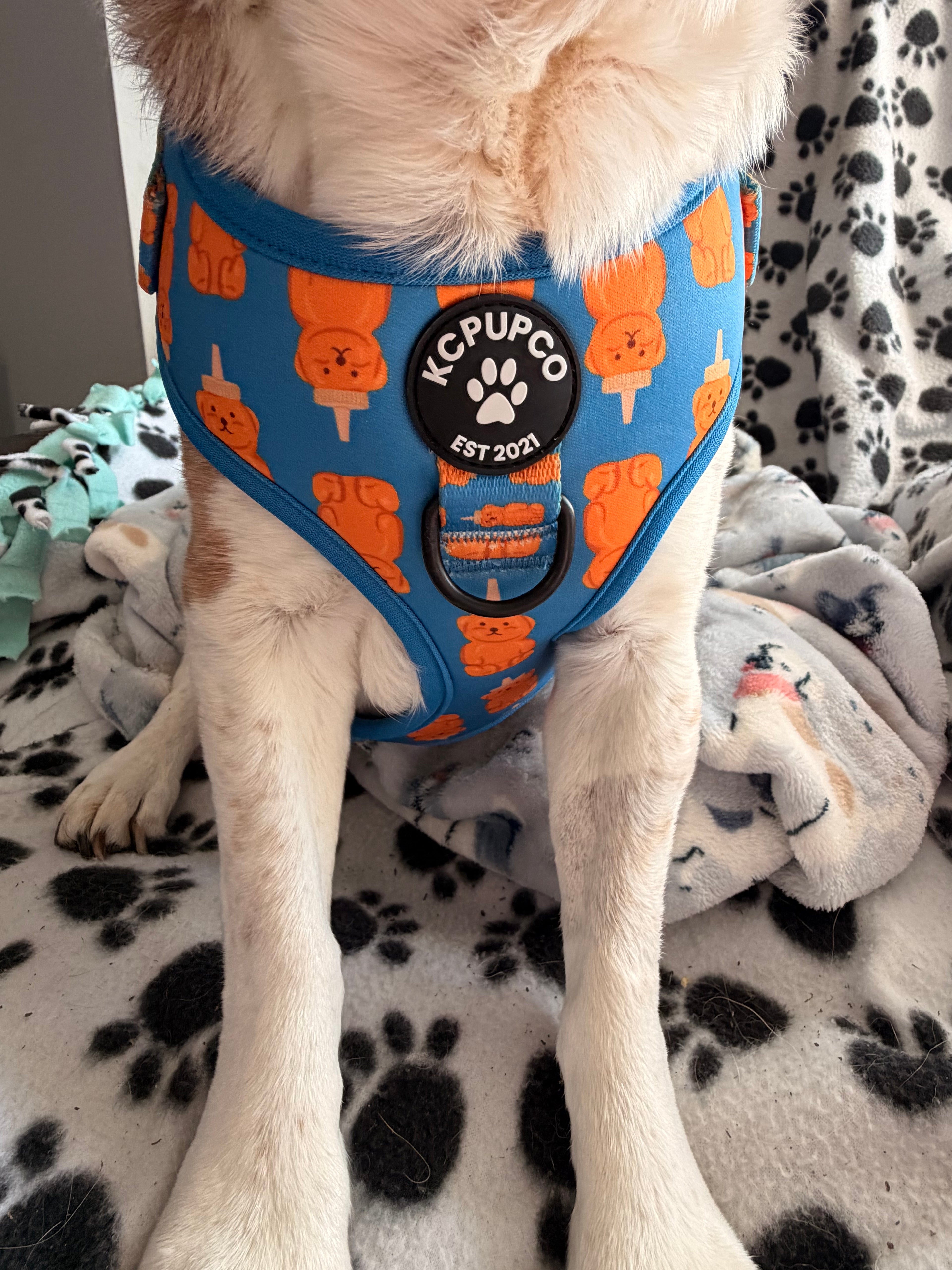 Sweet Like Honey Harness | Honey Bear Jars Tie On Royal Blue Neoprene Adjustable Harness