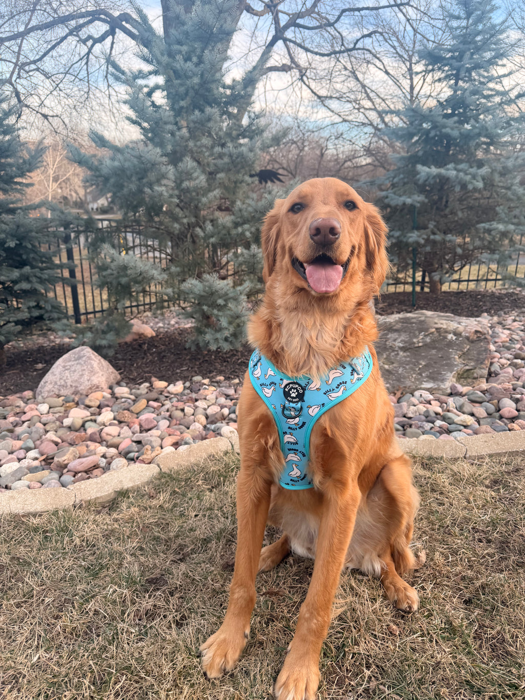 Silly Goose Harness | Silly Geese Bird Cobalt Neoprene Adjustable Harness