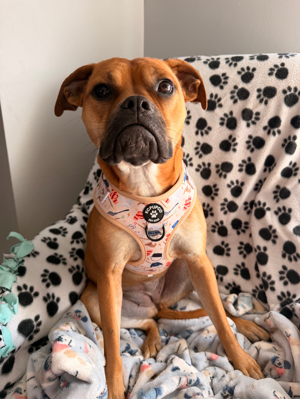 Hairy Pawter Harness | Magical Icons Neoprene Adjustable Harness