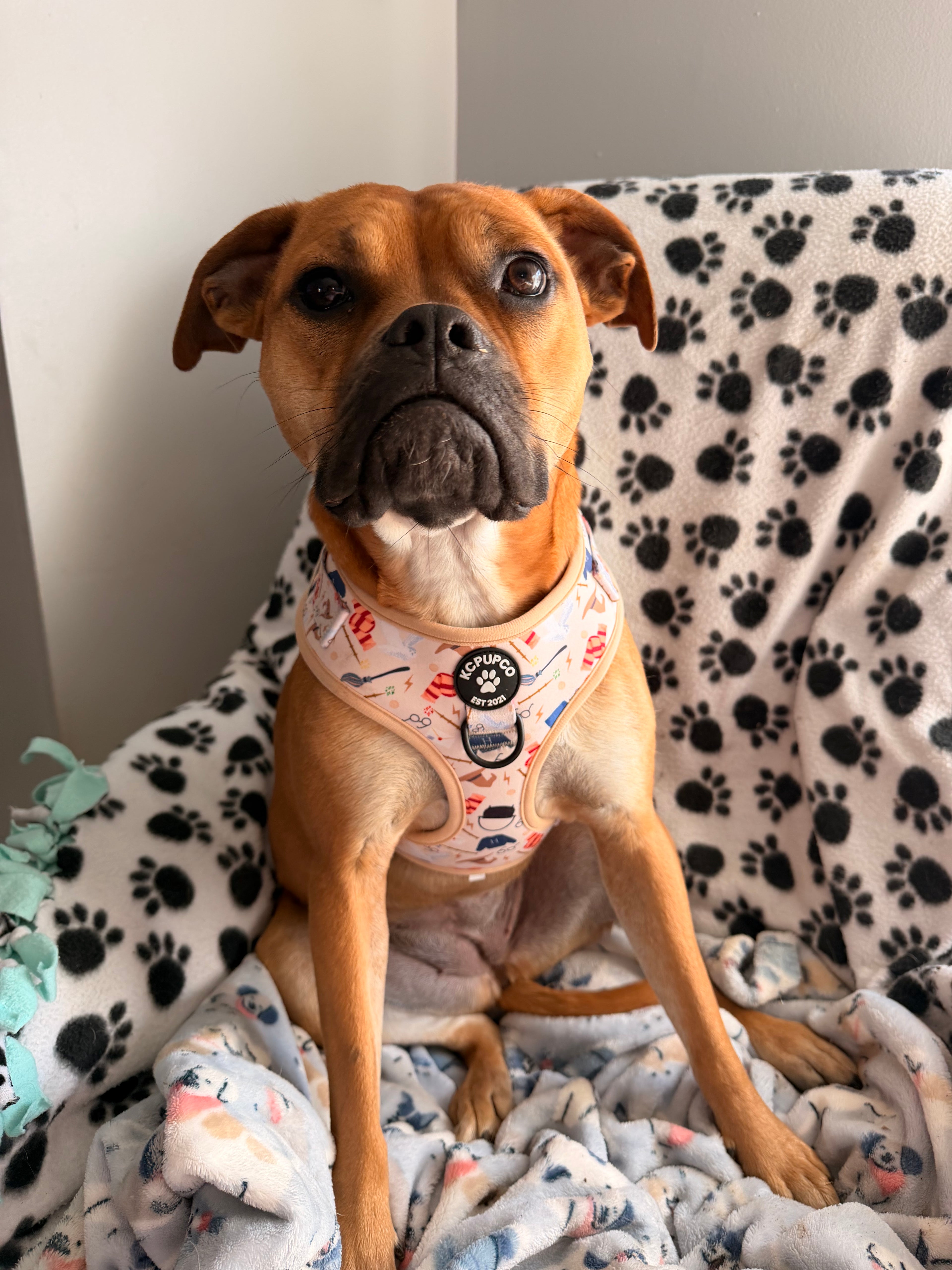 Hairy Pawter Harness | Magical Icons Neoprene Adjustable Harness