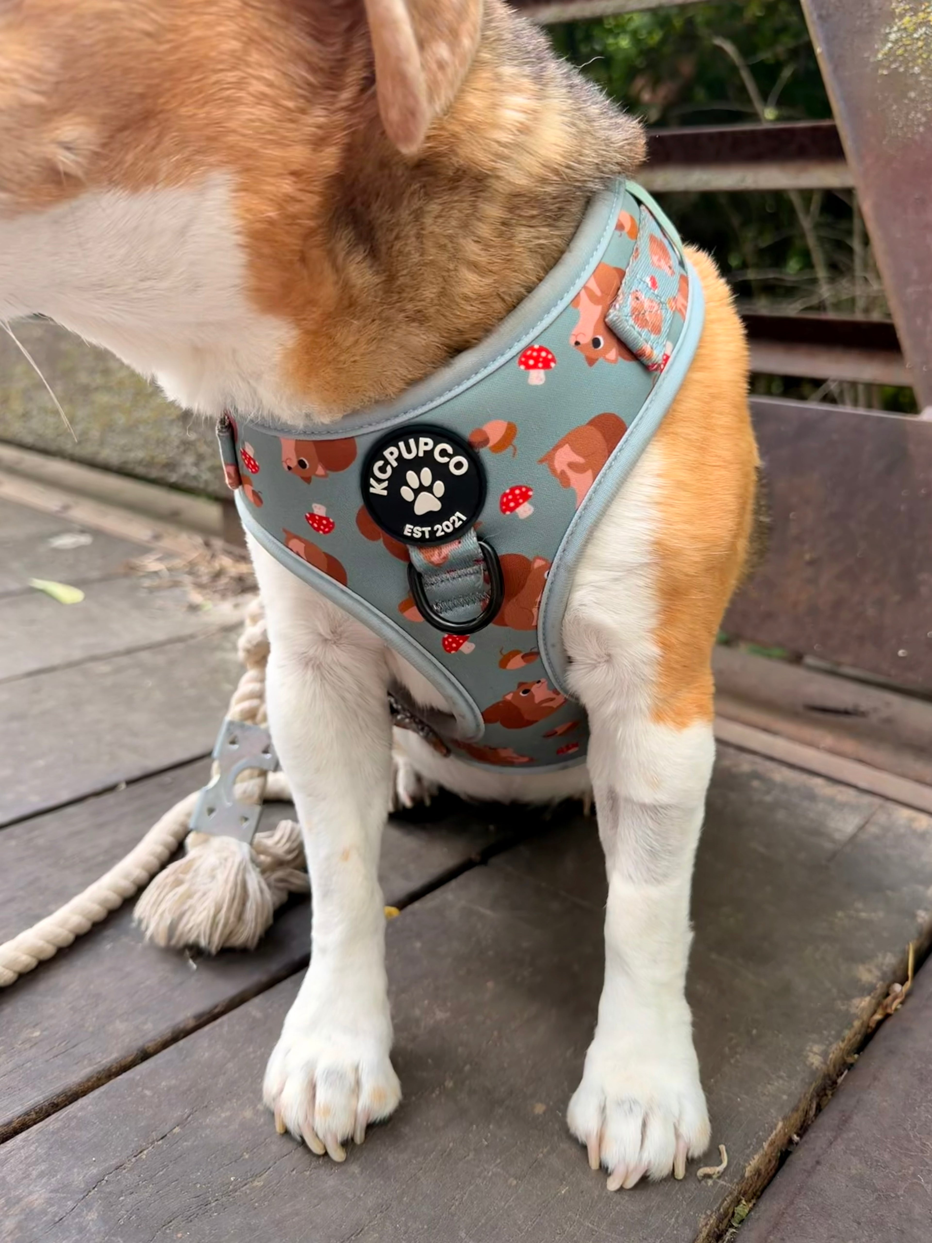 Pip Harness | Squirrels and Acorns Green Neoprene Adjustable Harness