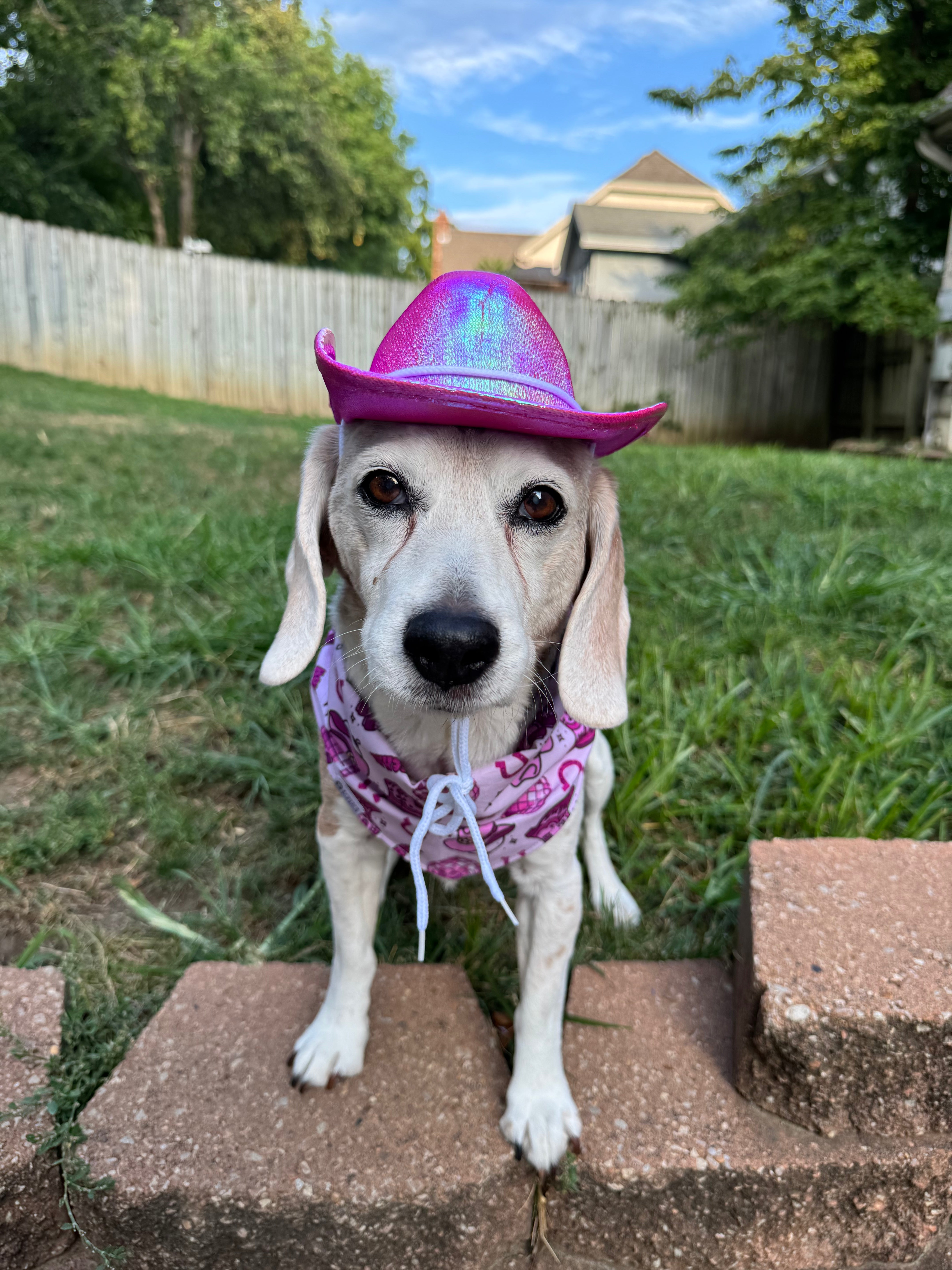 Pink Puppy Club Bandana | Pink Cowgirl Western Tie On Cotton Bandana