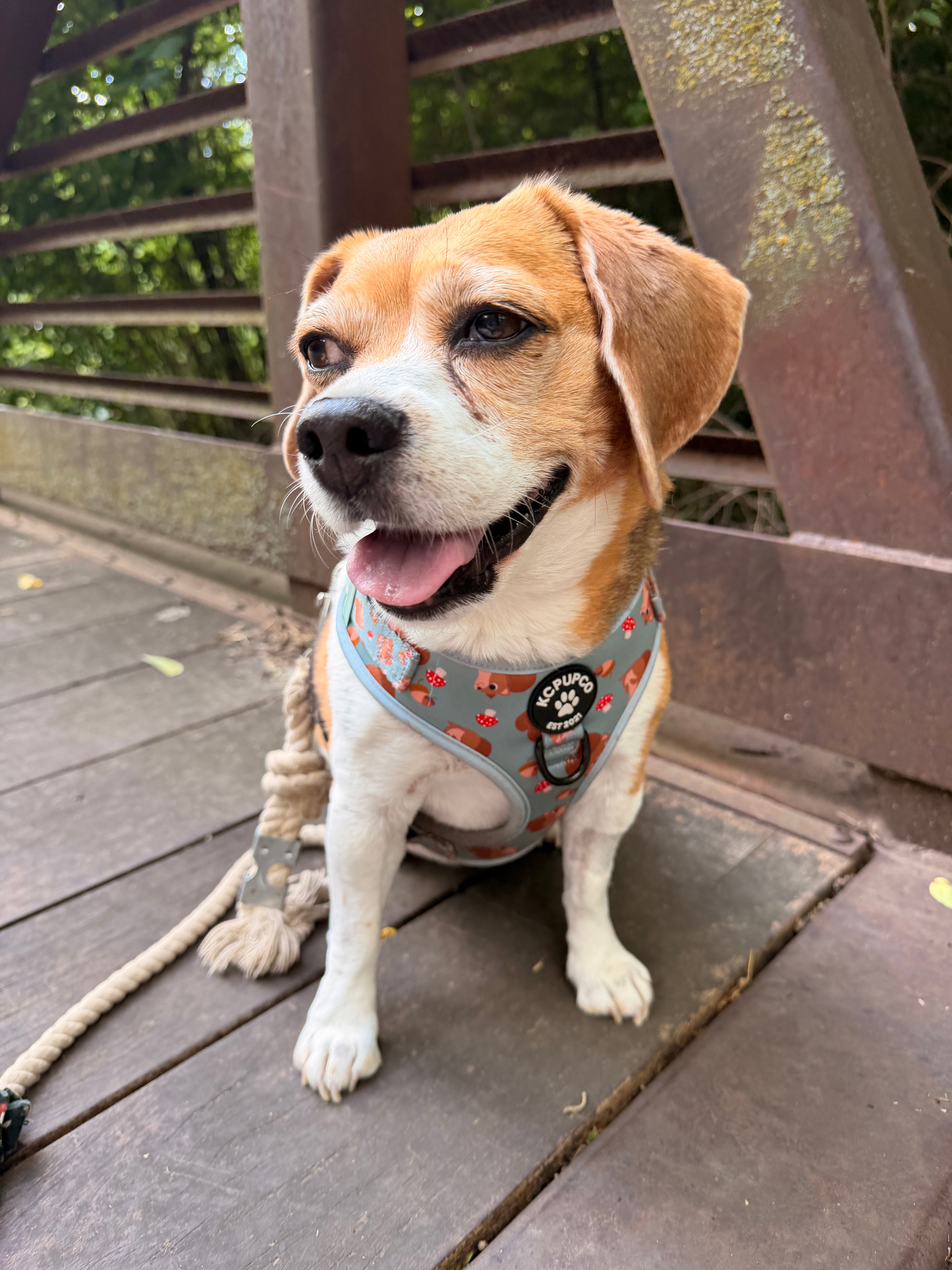Pip Harness | Squirrels and Acorns Green Neoprene Adjustable Harness
