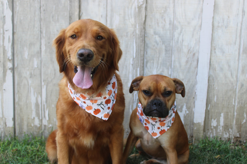 Hey Pumpkin! Bandana | Rustic Pumpkins and Bows on Neautral Gingham Tie On Bandana