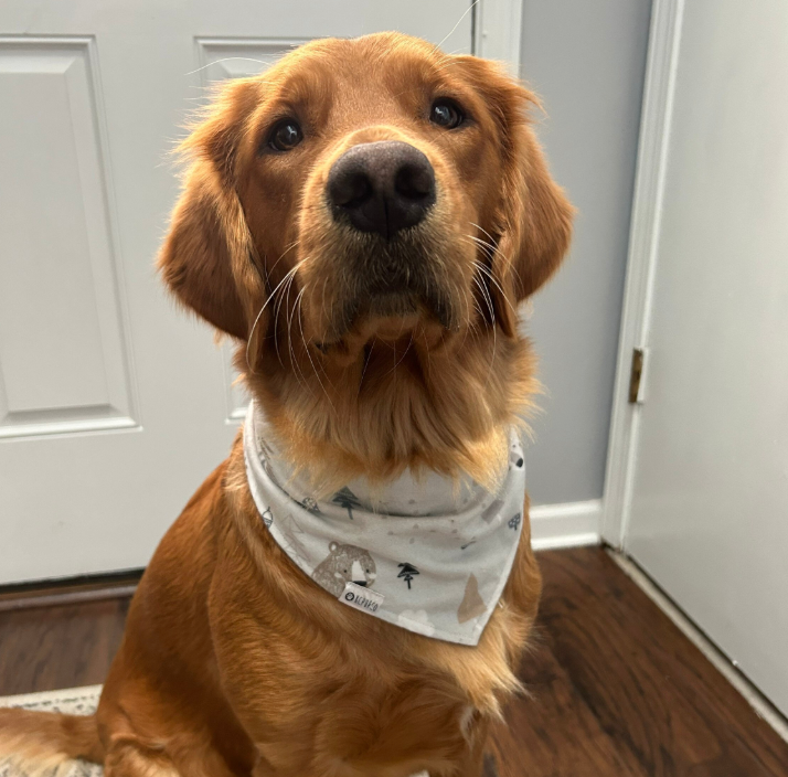Wonderland Bandana |  Polar Bears in the Arctic on Light Grey Flannel Winter Bandana for Dogs