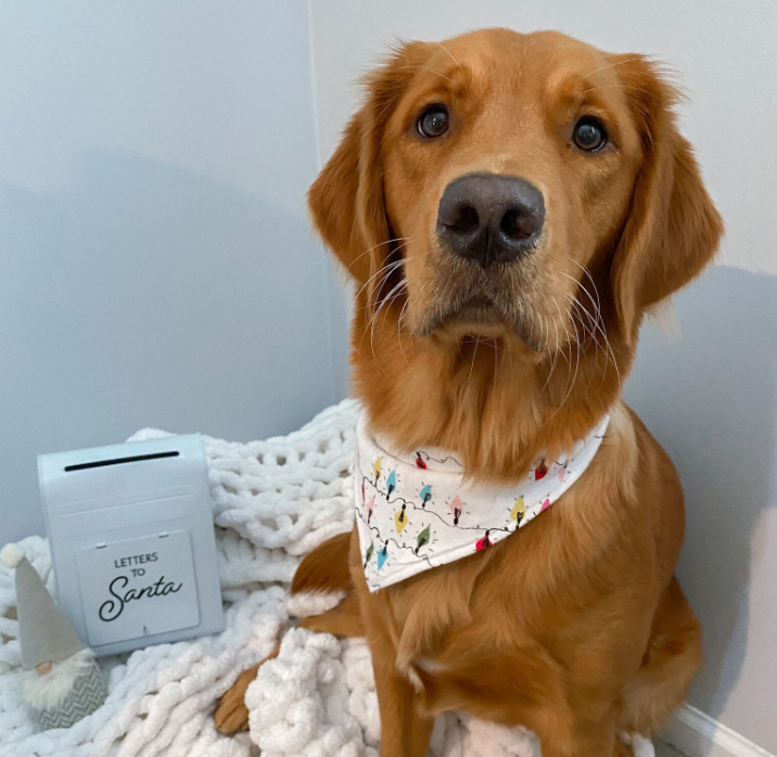 Lights Up Bandana |  Christmas Lights Tie On Winter Bandana for Dogs