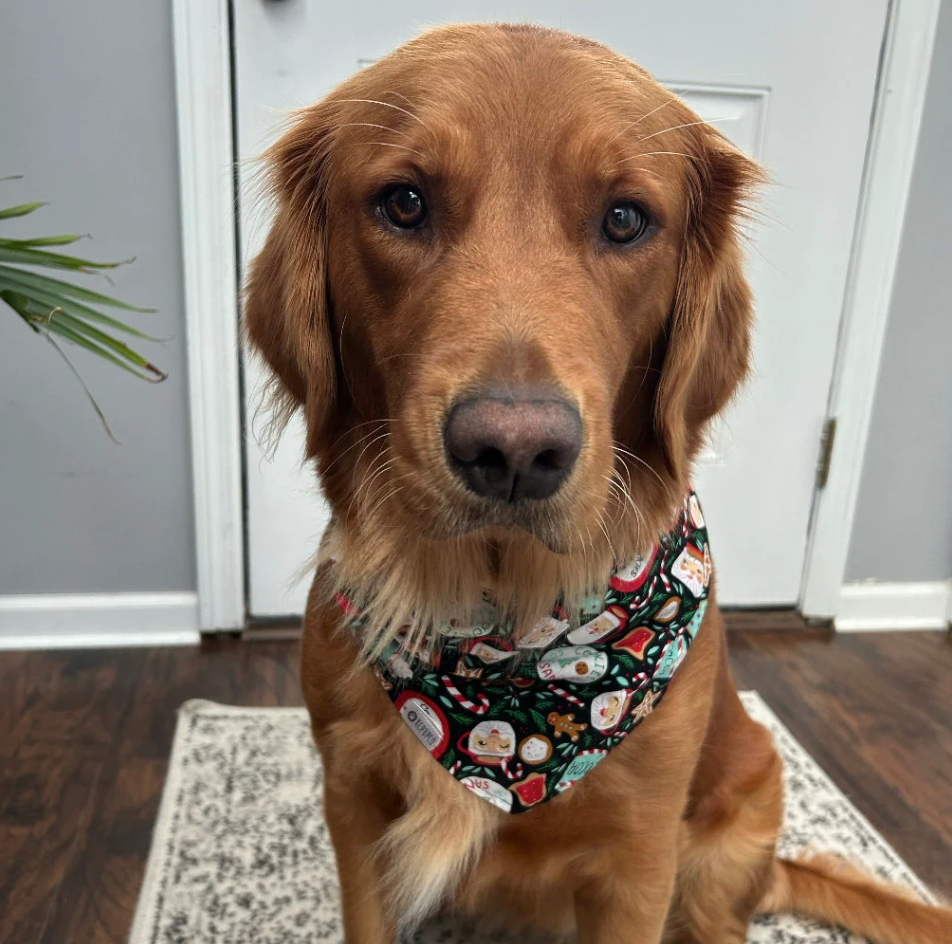 Lebkuchen Bandana |  Christmas Cookies and Hot Cocoa on Black Cotton Winter Bandana for Dogs