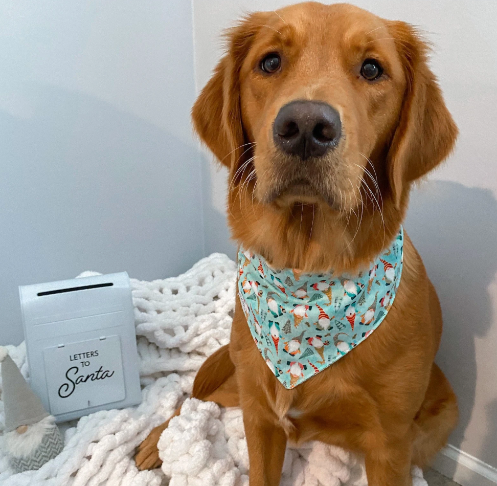 Gnome For The Holidays Bandana |  Christmas Gnomes Tie On Winter Bandana for Dogs