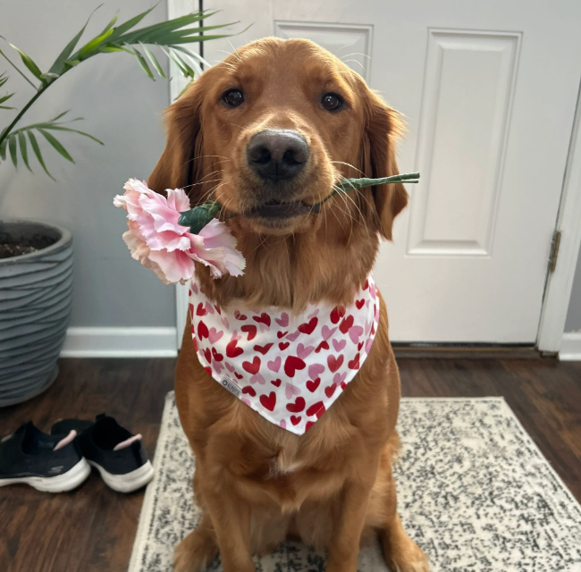 Lover Bandana | Pink and Red Watercolor Hearts Cotton Tie On Valentines Day Bandana