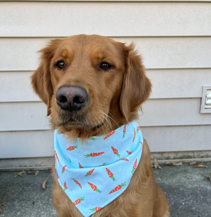 Louis Bandana | Baby Carrots on Light Blue Flannel Tie On Easter Bandana