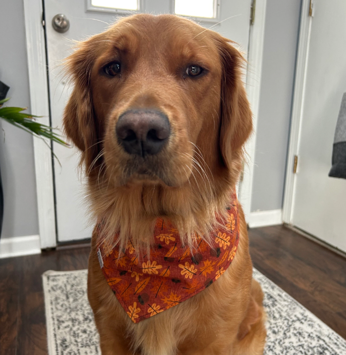Autumn Bandana | Fall Leaves on Orange Tie On Fall Cotton Bandana for Dogs