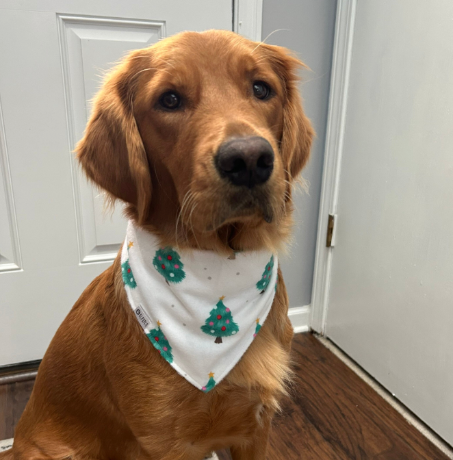 Yuletide Bandana |  Christmas Trees On White Flannel Winter Bandana for Dogs